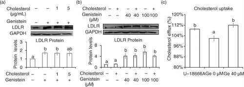 Fig. 5 Cholesterol did not affect Genistein ability to elevate LDLR expression. Protein levels of LDLR and GAPDH in cells incubated with 40 (a) or 100 µM (b) of genistein in the presence of either cholesterol (1 and 5 µg/mL) or solvent alone (0.1% ethanol) for 24 h. Enhancement of cholesterol uptake in cells treated with genistein 40 µM for 24 h. The results are expressed as mean±SE of at least three independent experiments. Different letters (a–c) represent significant differences between all groups (p<0.05) by ANOVA.