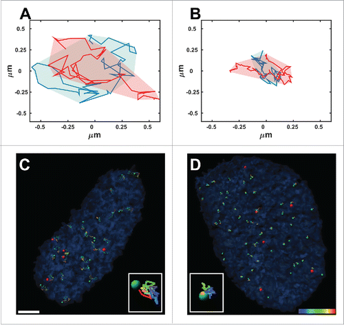 Figure 1. Normal and anomalous diffusion. Typical areas covered by 2 telomeres that undergo normal diffusion (A) and anomalous diffusion (B) over 50 time-points acquired during 925 seconds. (C, D) Trajectories of telomeres (green spots) and Cajal bodies (red spots) acquired from time-lapse fluorescence live-cell imaging over 925 seconds in Lmna−/− (C) and Lmna+/+ (D) cells. Note that the volume of movement in the Lmna−/− cells is much larger compared to that in Lmna+/+cells. Scale bar, 3µm.