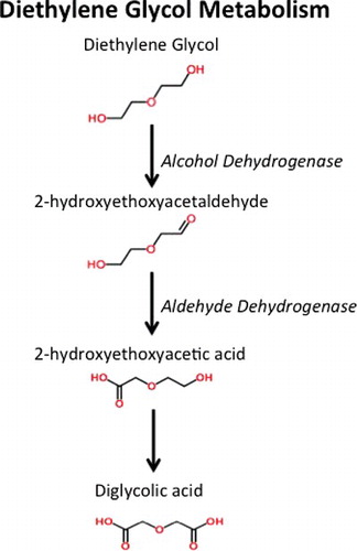 Figure 7. Diethylene glycol metabolism.
