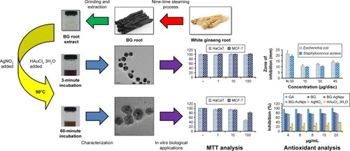 Scheme 1 Preparation and characterization of black ginseng root extract.Abbreviations: BG, black ginseng; MTT, 3-(4,5-dimethyl-2-thiazolyl)-2,5-diphenyl-2H tetrazolium bromide; GA, gallic acid; AgNps, silver nanoparticles; AuNps, gold nanoparticles.