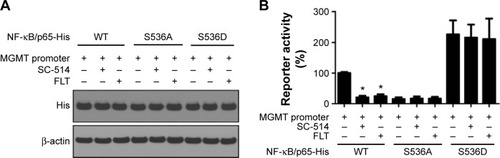 Figure 3 Fluoxetine reduces IKKβ/NF-κB signaling activity in glioma cells.