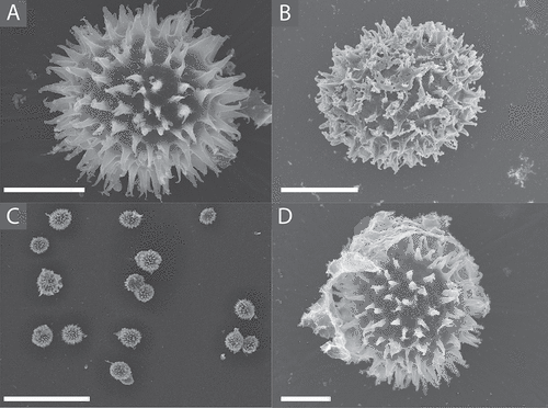 Figure 5. A. SEM image of Tuber rugosum ascospore having been passed through the digestive system of the dusky arion slug. B. SEM image of T. rugosum ascospore cleared from ascus by drying down ascocarp and scraping gleba. C. Representative cluster of T. rugosum ascospores subjected to the slug digestive system. D. Example of remaining ascus, digestive remnants, or other unknown tissue observed on a few of the T. rugosum ascospores SEM-imaged after slug digestion. Bars: A, B, D = 10.0 μm; C = 100.0 μm.