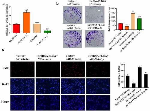Figure 5. MiR-216a-3p affects inhibitory effect of circFLNA on cell viability and proliferation (a) qRT-PCR-based detection of miR-216a-3p expression in 5637 cells, **P < 0.01 vs. NC mimics group, ##P < 0.01 vs. NC inhibitor group; (b, c) 5637 cell viability was detected by colony formation assay (b), and proliferation by EdU assay (c), **P < 0.01 vs. Vector + NC mimics group, ##P < 0.01 vs. circFLNA + NC mimics group
