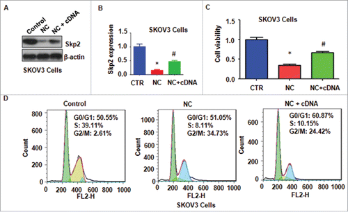 Figure 4. Overexpression of Skp2 abrogated NC-induced cell growth inhibition and cell cycle arrest. (A) The expression of Skp2 was detected by western immunobloting analysis in ovarian cancer cells after Skp2 overexpression plus NC treatment. NC: Nitidine Chloride; NC+cDNA: NC plus Skp2 cDNA transfection. (B) Quantitative results were illustrated for panel A. CTR: Control (C) Ovarian cancer cell growth was measured by MTT assay after Skp2 overexpression in combination with NC treatment. *P < 0.05, vs control; #P < 0.05 vs NC treatment. CTR: Control (D) Cell cycle was accessed by Flow cytometry after Skp2 overexpression in combination with NC treatment.