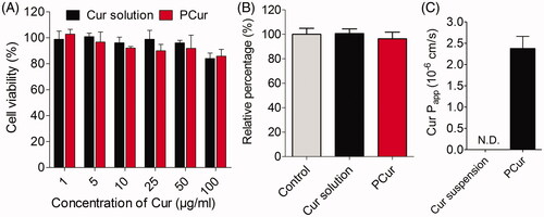 Figure 5. In vitro cytotoxicity (A) and LDH release assays (B) of Caco-2 cells after 2 h incubation with Cur solution and PCur, respectively; the apparent permeability coefficient (Papp) of Cur suspension and PCur against Caco-2 cells (C).