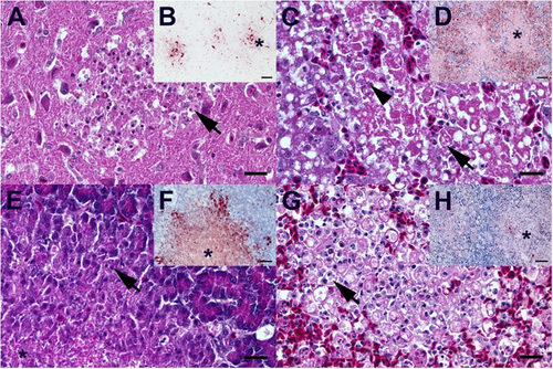 Fig. 2 Characteristic light microscopic findings in ducks infected with DE16-H5N8B.A Duck, 8 dpi, brain. Moderate, subacute necrotizing polioencephalitis with infiltration of phagocytic microglia (arrow). B  Duck, 8 dpi, brain. Multiple foci (star) of influenza A nucleoprotein-immunoreactive neuronal and glia cells. C  Duck, 5 dpi, liver. Severe, acute, hepatic necrosis (necrotizing hepatitis) characterized by cytoplasmic hypereosinophilia and vacuolation (arrow), membraneous rupture and nuclear pyknosis, karyorrhexis (arrowhead) and loss. D Duck, 5 dpi, liver. Influenza A virus-nucleoprotein-immunoreactive hepatocytes are typically located at the border of the coalescing necrotizing lesions, whereas only faintly immunoreactive cellular debris is present in the lesion centers (star). E Duck, 5 dpi, pancreas. Moderate, acute pancreatic liquefactive necrosis (necrotizing pancreatitis) characterized by granular eosinophilic debris (star) and scant nuclear pyknosis, karyorrhexis (arrow) and loss. F Duck, 5 dpi, pancreas. Influenza A virus-nucleoprotein-immunoreactive exocrine pancreatocytes are typically located at the border of the multifocal necrotizing lesions, whereas only faintly immunoreactive cellular debris is present in the lesion centers (star). G Duck, 4 dpi, spleen. Severe, diffuse, lymphatic depletion and marked tingible body macrophage (arrow) hyperplasia within the white pulp surrounded by hyperemic red pulp. H Duck, 4 dpi, spleen. Oligo- to multifocal discrete influenza A virus-nucleoprotein-immunoreactive cells interpreted as macrophages/dendritic cells, endothelia and faintly immunoreactive debris within the depleted white pulp (star) and less frequently in the hyperemic red pulp. A, C, E, G Hematoxylin eosin, bar = 20 µm. B, D, F, H Influenza A virus-nucleoprotein immunohistochemistry, avidin-biotin-peroxidase complex method with a polyclonal rabbit anti- influenza A FPV/Rostock/34-virus-nucleoprotein antiserum (diluted 1:750)Citation65 3-amino-9-ethyl-carbazol as chromogen and hematoxylin counterstain, bar = 50 µm