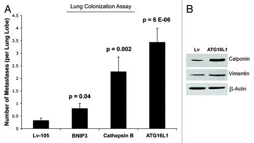 Figure 10. Autophagic fibroblasts promote experimental metastasis and lung colonization. (A) MDA-MB-231 cells were co-injected with fibroblasts into the tail vein of nude mice. Note that all three autophagic fibroblast cell lines (BNIP3, CTSB, and ATG16L1) enhanced the metastatic capacity of MDA-MB-231 cells, as compared with vector-alone control fibroblasts. BNIP3 fibroblasts and CTSB fibroblasts increased metastasis by ~2.5-fold and ~7-fold, respectively. Interestingly, ATG16L1 fibroblasts showed the largest capacity for increasing metastasis, driving an ~11-fold increase. (B) ATG16L1 fibroblasts also showed increases in myofibroblast markers, such as calponin and vimentin, indicating that autophagy may be also sufficient to promote myofibroblast differentiation. β-actin expression was assessed as a control for equal protein loading.