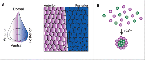 Figure 1. Compartment boundaries and cell sorting. (A) Schematic of the anterio-posterior compartment boundary in the Drosophila wing imaginal disc, which restricts the surface of contact between anterior cells (purple) and posterior cells (blue). (B) Embryonic cells from different lineages are mixed. Cell-cell adhesion reconstructs upon addition of calcium, leading to spontaneous sorting of the cell according to their lineage.
