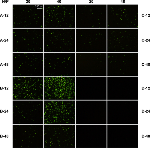 Figure S1 Optimization of reaction conditions.Notes: RHss1 polypeptides were prepared under various conditions (concentration of H2O2: A: 0.05%, B: 0.1%, C: 0.2%, D: 0.5%; and cross-linking time: 12 hours, 24 hours, and 48 hours). pEGFP as a reporter gene was used to assessed transgene expression ability. The N/P ratio is the ratios of moles of the amine groups of cationic polymers to those of the phosphate groups of DNA.Abbreviations: pEGFP, plasmid encoding enhanced green fluorescent protein gene; RHss, reducible chimeric polypeptide containing two functional peptides: octa-d-arginine and tetra-l-histidine peptides; N/P, N/P ratio.