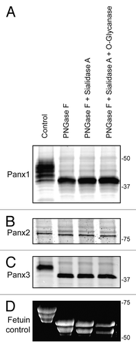 Figure 1. Pannexins are N-glycosylated but not O-glycosylated as defined by sensitivity to enzymatic digestion. Upon treatment of total protein lysates from HEK-293T cells ectopically expressing Panx1, 2, or 3 with PNGase F, a significant gel mobility shift in western blots was observed for Panx1 (A) and Panx3 (C) with a moderate change in mobility for Panx2 (B), indicating that all 3 pannexins are N-glycosylated. Sequential treatments with sialidase A and O-glycanase resulted in a change in the banding pattern of Fetuin in a Sypro-stained gel, used as a positive control (D), but did not generate visible banding shifts in any of the pannexin labeled blots (A, B, and C). The position of molecular weight standards are shown in kDa.