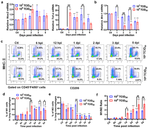 Figure 4. pH1N1 infection dose- and time-dependent induced higher ratio of M1/M2. (A – B) Real-time PCR analysis of Nos2, Tnf-α, and Mrc1 in the lungs of mice at 1, 2, 3, and 5 dpi after being infected with 102 TCID50 and 106 TCID50 pH1N1. (C) The percentages of CD45+F4/80+MHC-II+ and CD45+F4/80+CD206+ macrophages in the lungs were detected using flow cytometry at 6 hpi, 12 hpi, 1 dpi, 2 dpi, 3 dpi, and 5 dpi. (D – E) The histograms show the proportion changes of M1 (F4/80+MHC-II+) and M2 (F4/80+CD206+) at different time points of infection. (F) The ratios of M1/M2 at different time points of infection. Data are representative of two independent experiments and are presented as mean ± SD (n = 3 for each group). In Figure A, B, D, E, and F, #, ##, and ### represent p <0.5, p <0.01, and p <0.001, respectively, when the 102 TCID50 group is compared to the 106 TCID50 group. *, **, and *** represent p <0.5, p <0.01, and p <0.001, respectively, when the different dpi of 102 TCID50 and 106 TCID50 are compared to the control group. Ctl = control; hpi = hours post infection; dpi = days post infection.