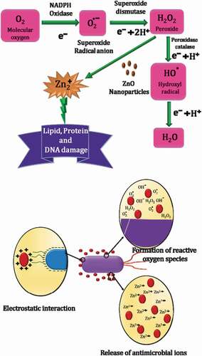 Figure 5. Schematic describing the role of ZnO NPs in the generation of ROS.