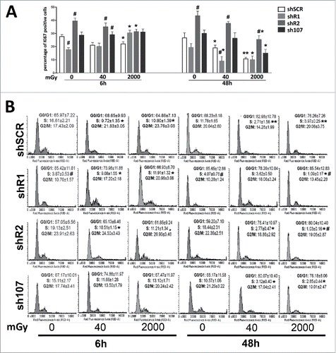 Figure 1. Cell cycle analysis. Panel A – The graph shows the percentage of cycling (Ki67+) cells either in basal conditions or 6 and 48 hours post-irradiation.. Panel B -The picture shows a representative FACS analysis of irradiated (40 and 2000 mGy) and untreated MSCs. The assays were carried out 6 and 48 hours post-irradiation. Experiments were conducted in triplicate for each condition. The percentage of different cell populations (G1, S and G2/M) is indicated. Data are expressed with standard deviations. shR1, shR2 and sh107 cells were tested vs. control MSCs (shSCR, #p < 0.05). In each silenced condition (shSCR, shR1, shR2 and sh107), we compared irradiated versus unirradiated cells (*p < 0.05). The shSCR wild type MSCs; shR1, shR2 and sh107 are MSCs with silenced RB1, RB2/P130 and P107, respectively.