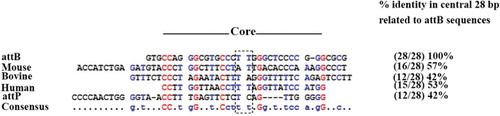 Figure 2. Sequence alignment between wild attB/attP sites with some mammalian pseudo-attP sites. Most of the matches occur within a 28-bp region, which was used to calculate a percent identity between attB/attP and mammalian pseudo-attP sites.