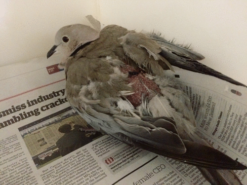 Young collared dove with cat injuries to back, right leg and tail feathers. Large feathers pulled out are extremely painful. This bird was started on a course of meloxicam, antibiotics and wound flushes. Initially it was not eating therefore required crop feeding. Photo courtesy of Vale Wildlife Hospital.