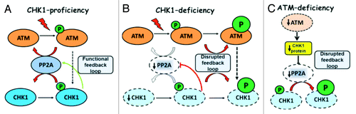 Figure 9. Compensatory regulation within the ATM-CHK1-PP2A circuit. (A) Physiological phosphorylation of ATM and CHK1 is kept in balance by PP2A-mediated dephosphorylation events and a functional CHK1-PP2A feedback regulation loop. No phosphorylation is detectable under normal growth conditions and represents a response to genotoxins. (B) CHK1-depletion disrupts the feedback loop to PP2A and allows for the accumulation of phosphorylated ATM and CHK1 molecules that exceed the proportion of phosphorylated molecules in wild-type cells. Enhanced ATM phosphorylation can enforce the G2/M checkpoint in spite of impaired CHK1 function. (C) ATM deficiency in human mammary epithelial cells is accompanied by a CHK1 insufficiency at the protein expression level. The disruption in the PP2A-CHK1 feedback loop leads to higher CHK1 phosphorylation that may compensate for the lack of ATM.