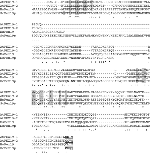 Figure 1.  Arabidopsis contains two PEX19 genes. Alignment of Arabidopsis PEX19-1 and 19-2 with human PEX19 and Saccharomyces cerevisiae PEX19. Amino acid sequences were aligned with the programme T-coffee Citation[43]. Grey shading indicates hydrophobic residues in conserved regions that are predicted to form amphipathic helices. The CAAX motif directing farnesylation is underlined and cysteine residues are indicated in bold.