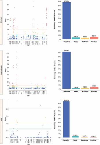 Figure 13. Estimation of natural selection acting on MERS-CoV RNA structures. For MERS-CoV, a total of 10,593 RNA structures under selection are identified, where 9,563 (90%) of them correspond to RNA structures with negative selection. (a) On other hand, viruses found in humans show 3,863 (88%) RNA structures with negative signals and (b-c) regarding intermediate animals and bats are 5,384 (92%), and 316 (95%), respectively. The dot graph shows score obtained for RNA structure at a given loci in the genome and the bar chart represents the number of RNA structures depending on the selective restriction for each host. Global frequency of negative selection of RNA structures was calculated by multiplying the total number of RNA structures with negative selection signals across all hosts by 100, and then dividing the total number of RNA structures corresponding to all types of restrictive selection.