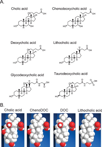 Figure 1. Molecular structures of the investigated bile acids. (A) Formulas of the 6 bile acids. The first row shows the primary bile acids cholic acid and chenodeoxycholic acid, the second row the secondary acids deoxycholic acid and lithocholic acid, and the third row the conjugated forms of deoxycholic acid, glycodeoxycholic acid and taurodeoxycholic acid. (B) Molecular representations of the unconjugated bile acids investigated. Space filling models of the indicated bile acids are shown to highlight the differences in position of the hydroxyl groups in the bile acids. All bile acids have been oriented such that the hydrophilic face is shown. The carboxyl group is in the upper right corner, and the 3-OH group common to all bile acids is at the bottom. Cholic acid has 2 additional hydroxyl groups at the C7 and C12 positions; DOC and chenoDOC have 1 additional hydroxyl group at the C12 and C7 positions, respectively. Carbon atoms are shown in grey, hydrogen atoms in white and oxygen atoms in red.