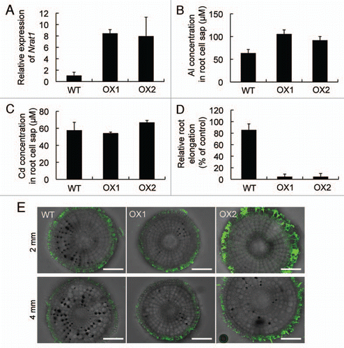 Figure 3 Charaterization of Nrat1-overexpressed lines. (A) Expression of Nrat1 in two independent Nrat1 overexpressed lines. Both wild-type rice and overexpressed lines (OX1 and OX2) were exposed to a 0.5 mM CaCl2 solution (pH 4.5) containing 30 µM AlCl3 for six hours. The expression level of Nrat1 in the roots were determined by quantitative real-time PCR and Histone H3 was used as an internal standard. Expression relative to the wild-type rice is shown. Data are means ± SD (n = 3). (B and C) Concentration of Al (B) or Cd (C) in the root cell sap of wild-type rice and two Nrat1 overexpressed lines (OX1 and OX2). The roots were exposed to a 0.5 mM CaCl2 solution (pH 4.5) containing 30 µM Al or 30 µM Cd for eight hours. The concentration of Al or Cd in the cell sap of root tips (0–1 cm) was determined by atomic absorption spectrophotometer. Data are means ± SD of three biological replicates. (D) Al sensitivity of Nrat1 overexpressed lines. Seedlings of wild-type rice (WT) and two Nrat1 overexpressed lines (OX1 and OX2) were exposed to a 0.5 mM CaCl2 solution (pH 4.5) containing 30 µM Al for 24 hours. The root length was measured before and after the treatment and the elongation relative to the root growth without Al was shown. Data are means ± SD (n = 8). (E) Morin staining of Nrat1 overexpressed lines. Seedlings of wild-type and the overexpressed lines were exposed to a 0.5 mM CaCl2 solution (pH 4.5) containing 30 µM Al for 24 hours and then stained with 0.1% Morin (green). Roots were cross-sectioned by hands. Scale bar = 100 µm.