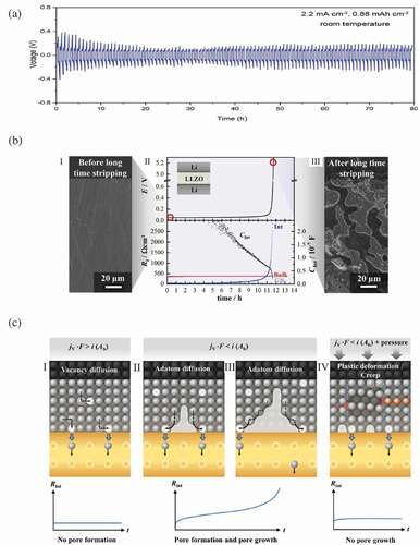 Figure 6. The development of negative electrode for CLBs. (a) Galvanostatic cycling of Li/LLZO/Li at 2.2 mA·cm−2 for 0.88 mA h·cm−2 for 100 cycles[Citation71]. Reproduced with permission[Citation71]. Copyright 2019, Wiley-VCH. (b) Morphology of the lithium metal electrode before assembling the symmetric cell (I) and after stripping at 100 μA·cm−2 anodic load (III). The potential profile and impedance contributions shows a complete contact loss of Li electrode after around 12 h of stripping (II). (c) Schematic of the different mechanisms that facilitate charge transfer at the lithium metal electrode under anodic load (limiting cases)[Citation92]. (I) local current density does not exceed the vacancy diffusion limit. (II, III) local current density exceeds the diffusion limit (IV) external pressure is applied[Citation92]. Reproduced with permission[Citation92]. Copyright 2019, American Chemical Society.