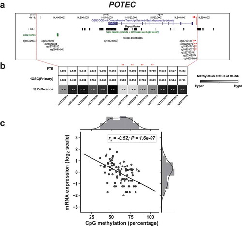 Figure 3. 5’ hypomethylation of POTEC in HGSC and correlation with gene expression. (a) UCSC Genome Browser data showing POTEC structure, LINE1 (L1) sequences, CpG islands (CGI), and Illumina 450K CpG sites. Asterisks indicate CpG sites with hypomethylation in HGSC and used for comparison with gene expression. Broken red arrow represents the direction of the transcript. (b) 450K methylation data for POTEC CpG sites in FTE (N = 6) and primary HGSC (N = 80). CpG sites selected for comparisons with gene expression indicated with asterisks. Shading indicates the extent of hypomethylation in HGSC (see key). (c) POTEC expression vs. 5’ methylation in HGSC (primary and recurrent), using the averaged methylation of the asterisked CpG sites shown in panels B and C. Spearman correlations and p-values are indicated (N = 89). mRNA expression values are FPKM normalized and log2 transformed.