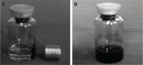Figure S3 The behavior of magnetoliposomes containing recombinant human IFNα2b (MIL) in solution with or without an external magnetic field.Notes: (A) MIL was accumulated at one side of the bottle under the external magnetic field. (B) MIL was distributed in the solution when no magnet tablet was provided.