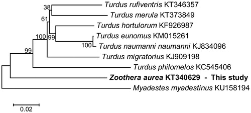 Figure 1. A maximum likelihood tree of Z. aurea with the related species based on mitogenomes using the general time reversible model (GTR) with gamma-distributed (G) plus Invariant sites (I) method.