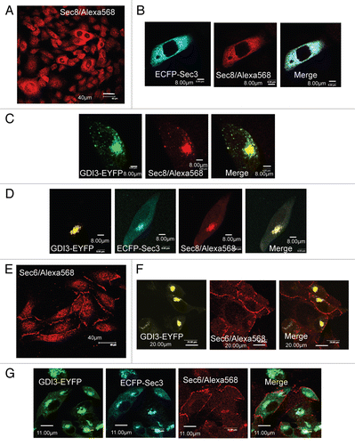 Figure 5 GDI3 recruits the Sec8 Exocyst subunit to Golgi and vesicles in MDCK cells but not the Sec6 subunit. (A) Endogenous Sec8 has a diffuse cytoplasmic localization in non-confluent monolayers of MDCK cells. (B) Endogenous Sec8 retains this diffuse cytoplasmic localization in cells expressing ECFP-Sec3. (C) GDI3-EYFP (highlighted in green artificial color) targets endogenous Sec8 to Golgi and vesicles. Co-localized proteins appear in yellow in merge image. (D) GDI3-EYFP co-expressed with ECFP-Sec3 targets both ECFP-Sec3 and the endogenous Sec8 protein to Golgi and vesicular structures. (E) Endogenous Sec6 localizes at the cell periphery and at some punctuate structures in the cytoplasm. (F) Expression of GDI3-EYFP has no effect on the plasma membrane localization of Sec6 in MDCK cells. (G) Co-expression of GDI3-EYFP with ECFP-Sec3 is also ineffective at displacing Sec6 from the plasma membrane. GDI3-EYFP is shown in green artificial color. In all panels mouse anti-Sec8 monoclonal antibody and mouse anti-Sec6 monoclonal antibody were used at a dilution of 1/200 and the secondary anti-mouse antibody Alexa568 at 1/800. Scale bars in µm as indicated.