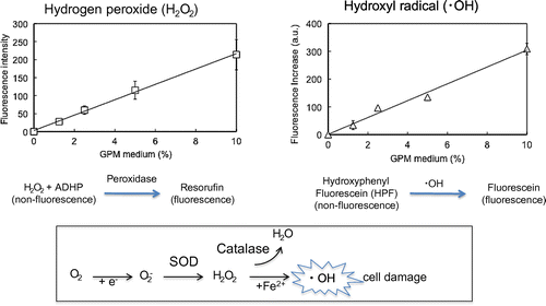 Fig. 3. Detection of reactive oxygen species generated from GPM medium.