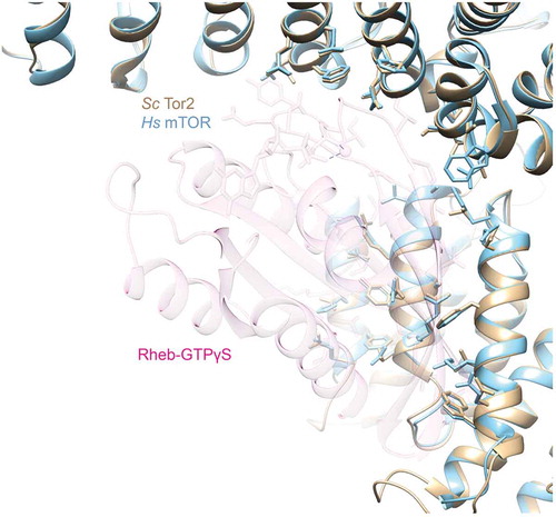 Figure 1. Saccharomyces cerevisiae Tor2 modeled onto human mTOR in the RHEB-binding pocket in mTORC1.A homology model of ScTor2 (tan) built with SWISS-MODEL [Citation55] based on the confirmation of mTOR (blue) in the cryo-EM-derived structure of mTORC1 occupied by GTPγS-bound RHEB (faint fuschia) (PDB: 6BCU) [Citation46]. Side chains in human mTOR that make intermolecular contacts with RHEB (blue) and the corresponding side chains in yeast Tor2 (tan) are shown in stick representation.