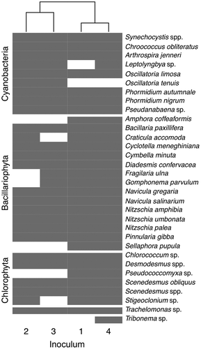 Fig. 1. Cluster analysis of the presence and absence of the major phototrophic taxa in the inocula. Grey boxes: presence; white boxes: absence. Inocula are ordered by their similarity, represented by the dendrogram on top.