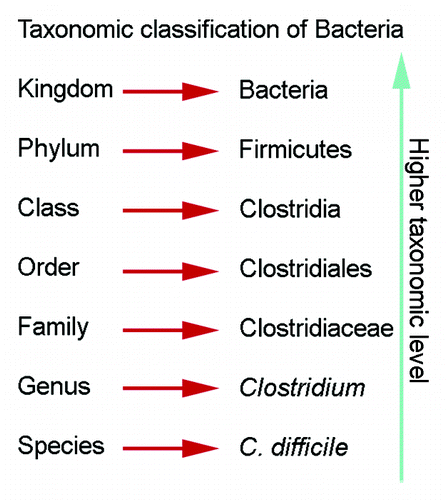 Figure 2. Taxonomic classification of bacteria. Descriptions of the gastric microbiota focus on the levels of phylum and genus.