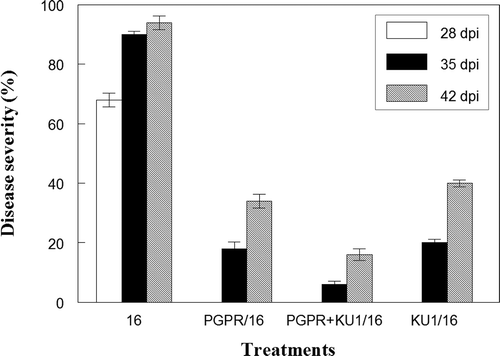 Fig. 2. Mean disease severity values for different treatments at 28, 35 and 42 dpi (days post-inoculation), respectively. 16: control plants challenged with virulent CMV-16; PGPR/16: PGPR treated plants challenged with CMV-16; PGPR+KU1/16: plants preventatively inoculated with a combination of PGPRs and CMV-KU1 associated satellite virus, challenged with CMV-16; KU1/16: plants inoculated with CMV-KU1 associated satellite virus and challenged with CMV-16. Plant growth-promoting rhizobacteria used: a mixture of Pseudomonas aeruginosa and Stenotrophomonas rhizophilia. Three independent experiments were performed. Standard error (n = 3) represented by error bars.