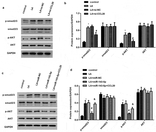 Figure 5. miR-143-5p regulates lead acetate-activated the pathways of the Smad2/3 and AKT by targeting CCL20. (a, b) Cells were treated with si-CCL20 transfection and lead acetate exposure. Then, the expression of p-Smad2/3, Smad2/3, p-AKT and AKT were determined by western blotting. The corresponding quantify of protein bands was performed by Image J software. (c, d) The activation of the Smad2/3 and AKT signaling was analyzed in lead acetate-stimulated cells that were pre-transfected with miR-143-5p mimics or CCL20 plasmids. *P < 0.05 vs. control group. #P < 0.05 vs. LA-treated group. &P < 0.05 vs. LA+miR-143-5p-treated group.