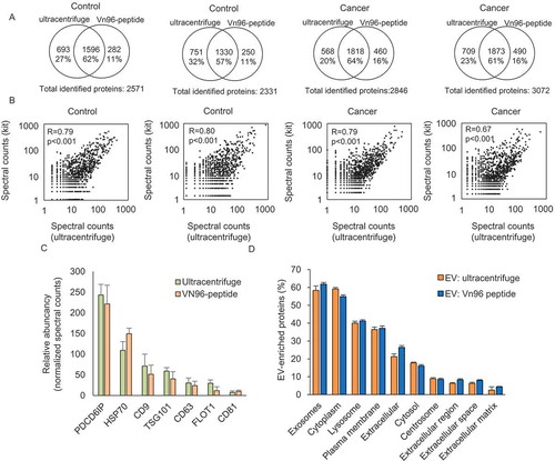 Figure 2. Comparison of identified proteins between ultracentrifuge and Vn96-peptide by LC-MS/MS. (a) Venn diagrams showing the identified proteins in ultracentrifuge and Vn96-peptide within urinary EVs from the same donor. (b) Correlation analysis of proteins identified in urinary EVs isolated by ultracentrifuge compared to Vn96-peptide (kit). (c) Bar graph showing the abundancy of 7 EV protein markers in urinary EVs isolated by ultracentrifuge and Vn96-peptide. Spectral counts for the Vn96-peptide were corrected for 45% input in the measurement, and show a comparable abundancy of each proteins within the samples. (d) Comparative analysis showing the cellular component enrichment of identified proteins. Most identified proteins were related to exosomes, lysosome and extracellular proteins.