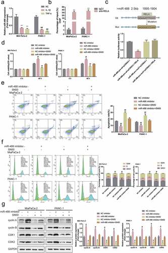 Figure8. NF-κB transcriptionally inhibits miR-488 expression to affect its function (a) MIA PaCa-2 and PANC-1 cells were treated with IL-1β (10 ng/ml) or TNF-α (50 ng/ml) for 24 h and examined for the expression of miR-488 by real-time PCR (N = 3). (b) CHIP assay was performed to analyze the miR-488 promoter fragment levels in NFκB (RELA) immunoprecipitate (N = 3). (c) Wild- and mutant-type miR-488 luciferase reporter vectors were constructed and co-transfected in PANC-1 cells with pcDNA3.1/NF-κB; the luciferase activity was determined. Next, MIA PaCa-2 and PANC-1 cells were transfected with miR-488 inhibitor in the presence or absence of NF-κB inhibitor SN50 (18 μM) and examined for (d) the cell viability by CCK-8 assay (N = 3); (e) the cell apoptosis by Flow cytometry (N = 3); (f) the cell cycle by Flow cytometry (N = 3); (g) the protein levels of cyclin A, cyclin B, CDK1, and CDK2 by Immunoblotting (N = 3). *P< .05, **P< .01, compared to the control group; #P< .05, ##P< .01, compared to miR-488 inhibitor + SN50 group.