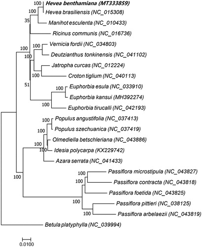 Figure 1. Maximum-likelihood phylogenetic tree based on chloroplast genome sequences of 21 Malpighiales order species, Betula platyphylla, which belongs to the Fagales order, was used as an outgroup. The bootstrap value was set to 1000. The species and chloroplast genome accession numbers for tree construction are Hevea benthamiana (MT333859), Hevea brasiliensis (NC_015308), Manihot esculenta (NC_010433), Ricinus communis (NC_016736), Vernicia fordii (NC_034803), Deutzianthus tonkinensis (NC_041102), Jatropha curcas (NC_012224), Croton tiglium (NC_040113), Euphorbia esula (NC_033910), Euphorbia kansui (MH392274), Euphorbia tirucalli (NC_042193), Populus angustifolia (NC_037413), Populus szechuanica (NC_037419), Olmediella betschleriana (NC_043886), Idesia polycarpa (KX229742), Azara serrata (NC_041433), Passiflora microstipula (NC_043827), Passiflora contracta (NC_043818), Passiflora foetida (NC_043825), Passiflora pittieri (NC_038125), Passiflora arbelaezii (NC_043819), and Betula platyphylla (NC_039994).