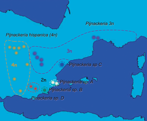Figure 2 Ranges of the Pijnackeria taxa, reporting the locations of the samples analysed for body morphology, ootaxonomy, karyotypes and the mitochondrial gene cox2.