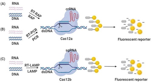 Figure 3. Schematic illustration of nucleic acid detection based on Cas12 effectors. dsDNA molecules are amplified from RNA or DNA by using RT-RAP/RAP, RT-PCR/PCR or RT-LAMP/LAMP. The Cas12 effectors bind to target dsDNA and non-target ssDNA, then the ssDNA reporter can be destroyed and the fluorescence is generated. (A) DETECTR system. (B) HOLMES system. (C) HOLMESv2 system