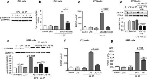 Figure 6. Src-EGFR kinase-mediated p38MAPK signaling promotes CXCL8 synthesis in colonic epithelial cells stimulated by cathelicidins and LPS. (a) Activation of p38MAPK in HT29 cells stimulated by LPS+LL-37 was detected by western blotting with antibodies against phosphorylated p38MAPK. Total loading was confirmed after immunoblotting with p38MAPK. (b-g) HT29 cells were pre-treated with SB203580 (10 μM) (b-c), AG1478 (1 μM) (d-f), the Src kinases inhibitor PP1 (1 μM) (D-E and G) or LPS-RS (5 μg/mL) (e) for 1 h, followed by LPS (1 μg/mL) and LL-37 (10 μg/mL) treatment. CXCL8 mRNA synthesis was quantified by qPCR after 2 h (n = 4) (b) or CXCL8 protein secretion (n = 4) by ELISA after 4 h (c). (d) Activation of EGFR was assessed after 2 h using western blotting for phosphorylated EGFR. Normalization was done with total EGFR. (E) Activation of p38MAPK was assessed after 2 h using western blotting for phosphorylated p38MAPK. p38MAPK was blotted as housekeeping control. (f-g) Total CXCL8 secretions were quantified using ELISA. Data are shown as means ± SEM (n = 3 independent experiments done in triplicate, unless mentioned otherwise in respective sub-figure). P < .05 (two-tailed Student’s t-test for two groups) was considered significant.