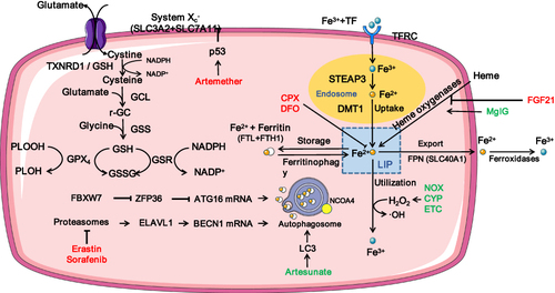 Figure 3 Fibrotic-related pathways in ferroptosis.