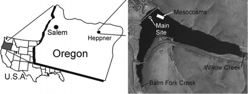 Figure 1 Willow Creek Reservoir, Heppner, OR. The position of the mesocosm array is denoted by a white box in the reservoir and the US Army Corps of Engineers main site is denoted by a white circle. Image source: Willow Creek Reservoir, OR. 45°20′48″N; 119°32′32″W. Source: Google Earth; accessed 5 Feb 2011.