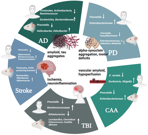 Figure 5. Major symptoms and features of NDs are accompanied by multiple alterations in specific microbial species, changes which can be consistent or contradictory between the human microbiome and mouse models. Created in Biorender.com.