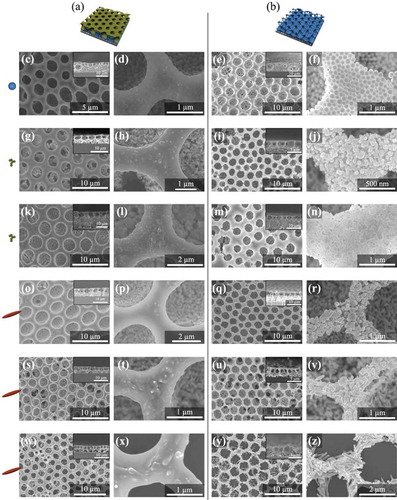 Figure 6. Illustrations of a film (a) before and (b) after sintering. Surface and cross-sectional SEM images of honeycomb-patterned porous films composed of (c)–(f) SiO2, (g)–(j) TiO2, (k)–(n) Al2O3, (o)–(r) ZnO, (s)–(v) anisotropic small ZnO (short rods), and (w)–(z) anisotropic large ZnO nanoparticles (long rods) before and after heating at 600 °C in air. Reproduced with permission from [Citation47,Citation48] (Copyright 2013, Wiley).