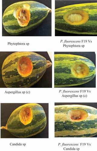 Figure 4. In vivo inhibition of fungi by P. fluorescens.