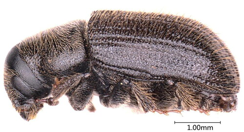 Figure 2. Lateral view of D. rufipennis, photographed by Hu Tian.