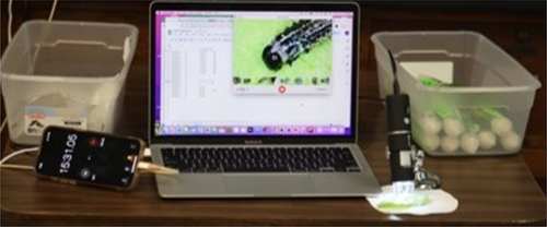 Figure 3. Feeding initiation study set up. From right to left: sampled leaves in falcon tubes, digital microscope, laptop, stopwatch, and discard bin.