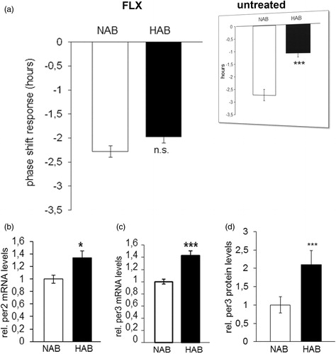 Figure 4.Phase shift response and relative hippocampal clock gene expression in HAB and NAB mice chronically treated with fluoxetine. (a) The phase shift response upon exposure to a brief light pulse at CT14 is comparable in HAB and NAB mice (n= 8–16 per group). Inserts (reprinted with permission from Annals of Medicine) represent previously obtained results in untreated HAB and NAB mice (Citation23). (b) Per2 and (c) Per3 mRNA expression and (d) Per3 protein expression is significantly higher in hippocampal tissue of fluoxetine-treated HAB as compared to NAB mice (n = 7–8 per group). *p < 0.05, ***p < 0.001. All data are data displayed as mean ± SEM.
