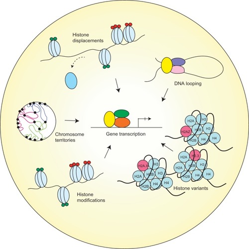 Figure 1 Different chromatin remodeling regulates gene transcription.
